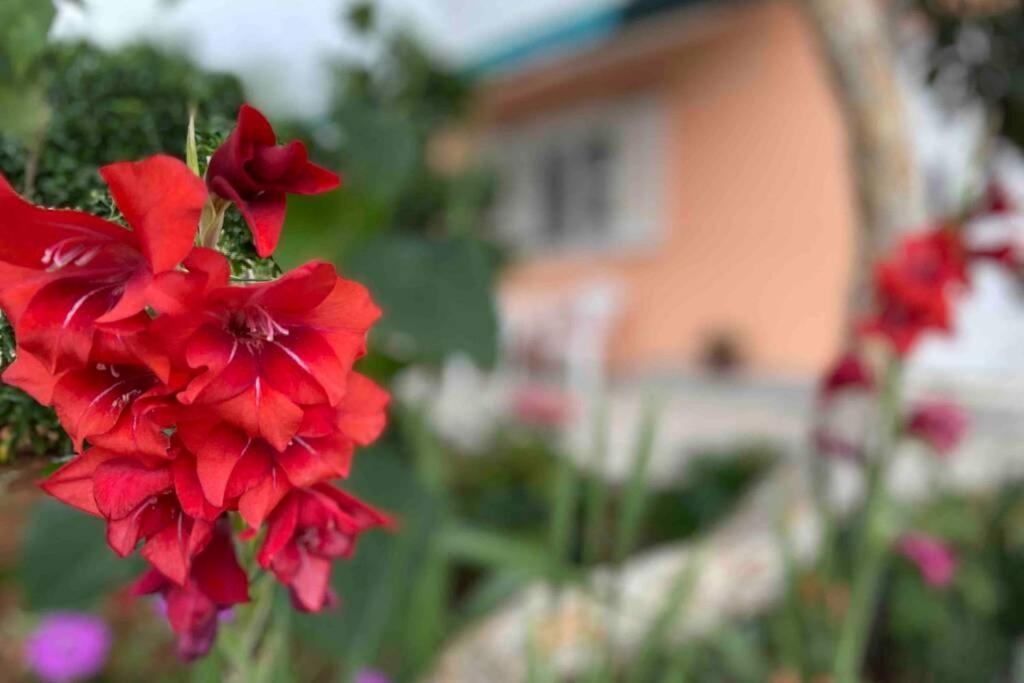 Manuel Daire Korčula Dış mekan fotoğraf